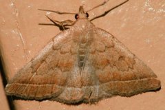 Zanclognatha jacchusalis 01 by CBG Photography Group, Centre for Biodiversity Genomics. Used under a CC0 license.