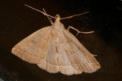Zanclognatha jacchusalis 02 by CBG Photography Group, Centre for Biodiversity Genomics. Used under a CC0 license.