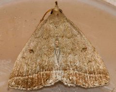 Zanclognatha jacchusalis 03 by CBG Photography Group, Centre for Biodiversity Genomics. Used under a CC0 license.