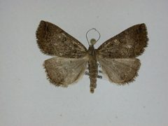 Zanclognatha laevigata by J.Gill, Canadian National Collection of Insects, Arachnids and Nematodes. Used under a CC BY-SA 3.0 license.