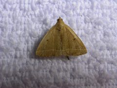Zanclognatha marcidilinea by Donald Hobern. Used under a CC BY 2.0 license.