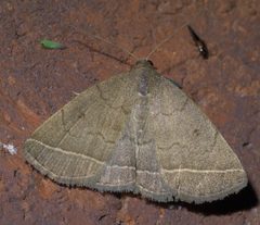 Zanclognatha marcidilinea P1420430a by 
xpda. Used under a CC BY-SA 4.0 license.
