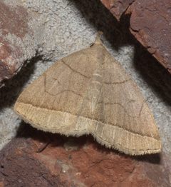 Zanclognatha cruralis P1200222a by 
xpda. Used under a CC BY-SA 4.0 license.