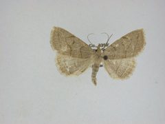 Zanclognatha pedipilalis by J.Gill, Canadian National Collection of Insects, Arachnids and Nematodes. Used under a CC BY-SA 3.0 license.