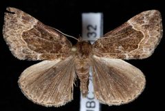 Hypena abalienalis by Jeremy deWaard, University of British Columbia. Used under a CC BY 3.0 license.