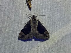 Hypena baltimoralis 311158683 by BirdsAndPlants. Used under a CC0 license.