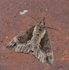Hypena baltimoralis P1100936a by
xpda. Used under a CC BY-SA 4.0 license.