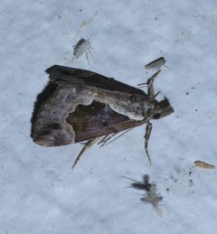 Hypena baltimoralis P1490881a by
xpda. Used under a CC BY-SA 4.0 license.