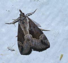 Hypena baltimoralis P1490882a by 
xpda. Used under a CC BY-SA 4.0 license.