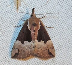 Hypena bijugalis 1 by Jacy Lucier. Used under a CC BY-SA 4.0 license.