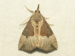 Hypena bijugalis 306635195 by Dan MacNeal. Used under a CC BY 4.0 license.