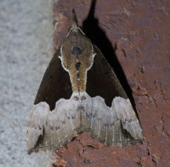 Hypena bijugalis P1580888a by 
xpda. Used under a CC BY-SA 4.0 license.