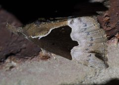 Hypena bijugalis P1580894a by 
xpda. Used under a CC BY-SA 4.0 license.