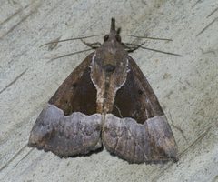 Hypena bijugalis P1650701a by 
xpda. Used under a CC BY-SA 4.0 license.