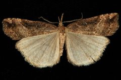Hypena californica 04 by CBG Photography Group, Centre for Biodiversity Genomics. Used under a CC0 license.
