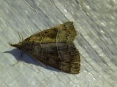 Hypena deceptalis by Chris Alice Kratzer. Used under a CC BY-SA 4.0 license.