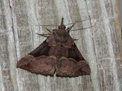 Hypena edictalis by Evan M. Raskin. Used under a CC BY 4.0 license.
