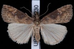 Hypena humuli by Jeremy deWaard, University of British Columbia. Used under a CC BY 3.0 license.