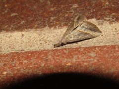 Hypena obacerralis by Brendan O'Loughlin. Used under a CC BY-SA 4.0 license.