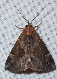 Hypena manalis by Jacy Lucier. Used under a CC BY-SA 4.0 license.