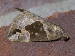 Hypena manalis P1650011a by
xpda. Used under a CC BY-SA 4.0 license.