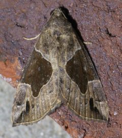 Hypena manalis P1650013a by
xpda. Used under a CC BY-SA 4.0 license.