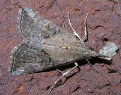 Hypena minualis P1280769a by
xpda. Used under a CC BY-SA 4.0 license.