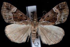Hypena palparia by Jeremy deWaard, University of British Columbia. Used under a CC BY 3.0 license.
