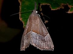 Hypena porrectalis by Rainer Deo. Used under a CC BY 4.0 license.