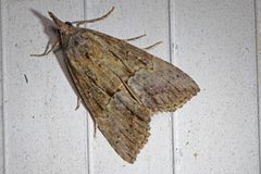 Green Cloverworm - Hypena scabra by judygva (back in town and trying to catch up). Used under a CC BY 2.0 license.
