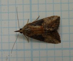 Hypena scabra by Dendroica cerulea. Used under a CC BY 2.0 license.