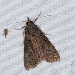 Hypena scabra 311034454 by Lior Carlson. Used under a CC BY-SA 4.0 license.