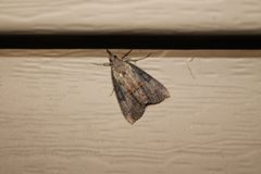 Hypena scabra 311131128 by Dominic. Used under a CC BY 4.0 license.