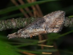 Hypena scabra adult by Bruce Marlin. Used under a CC BY-SA 3.0 license.