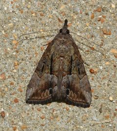 Hypena scabra moth by Wildreturn. Used under a CC BY 2.0 license.