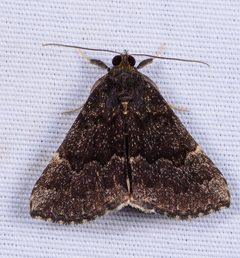 Hypena sordidula by iNaturalist user: ksandsman. Used under a CC BY 4.0 license.