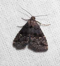 Dyspyralis nigellus by Jacy Lucier. Used under a CC BY-SA 4.0 license.