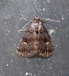 Dyspyralis nigellus 1 by Jacy Lucier. Used under a CC BY-SA 4.0 license.
