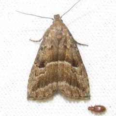 Hypenodes caducus by Dan MacNeal. Used under a CC BY 4.0 license.
