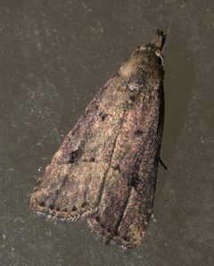 Hypenopsis macula - inat 85732262 by {{{name}}}. Used under a CC BY-SA 4.0 license.