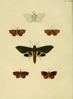 CramerAndStoll-uitlandsche kapellen vol. 4- pl 321 by Pieter Cramer (1721 - 1776) and Caspar Stoll (between  1725 and 1730 - 1791). Used under a Public domain license.