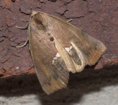Hypsoropha hormos P1290242b by 
xpda. Used under a CC BY-SA 4.0 license.