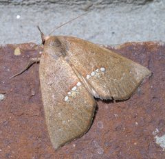 Hypsoropha monilis P1370284b by 
xpda. Used under a CC BY-SA 4.0 license.