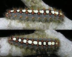 Leucoma salicis larva beentree by wikipedia. Used under a CC BY-SA 3.0 license.