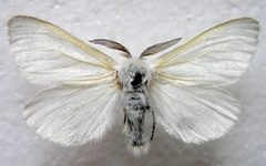 Leucoma salicis male zsl bialowieza collection 1 beentree by wikipedia. Used under a CC BY-SA 3.0 license.