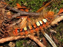 Moma alpium larva by Fernando Lisón Martín. Used under a GPL license.