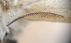 Stilpnotia salicis tentacles 2 beentree by wikipedia. Used under a CC BY-SA 3.0 license.