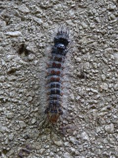 Lymantria dispar Camparta 01 by Syrio. Used under a CC BY-SA 4.0 license.