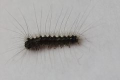 Schwammspinner Lymantria dispar 8636 by NobbiP. Used under a CC BY-SA 3.0 license.