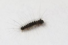 Schwammspinner Lymantria dispar 8637 by NobbiP. Used under a CC BY-SA 3.0 license.